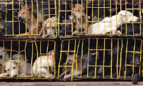 Le marché noir des animaux