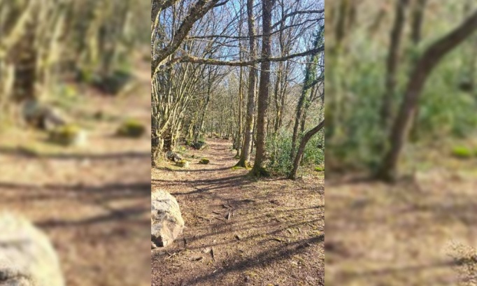 NON à l'abattage des arbres et à la préservation de notre bois à Quarreux et aux terrains VTT