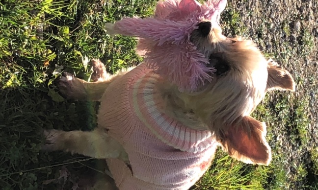 Justice pour ma chienne égorgée par deux chiens non tenus en laisse !