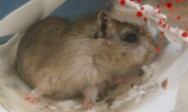 Magasin b&m : cessez la vente de pièges à colle.