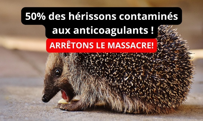 Hérissons contaminés par les anticoagulants, arrêtons le massacre !