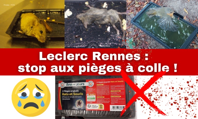 Leclerc Rennes : non aux pièges à colle !