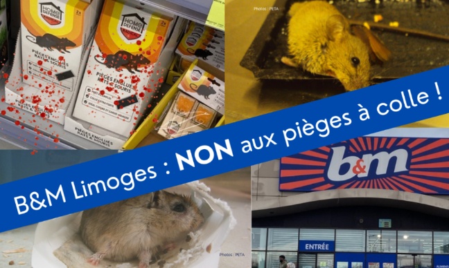 B&M Limoges : les pièges à colle sont horribles, il faut en finir !