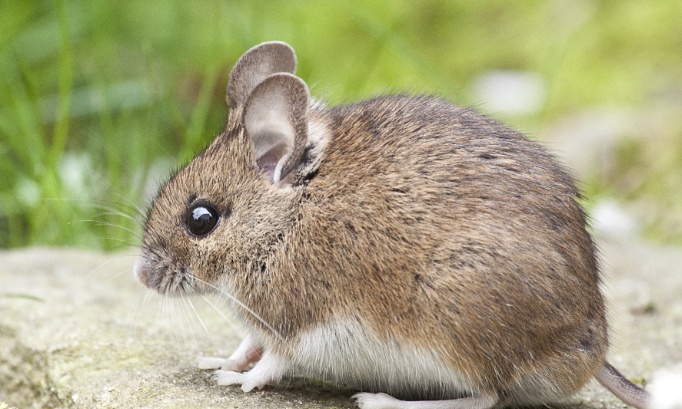 Pétition au ministre Clarvinval pour que cesse la vente des pièges à colle pour rongeurs dont l'usage est pourtant interdit par le Code du Bien-être animal