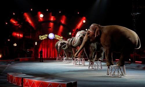 Pour l’interdiction des cirques avec animaux à Dijon