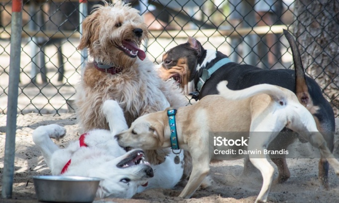 Création d'un parc à chiens à la Grande Motte (34280)