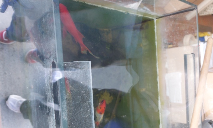 Sauvez les poissons de leur aquarium dégoûtant