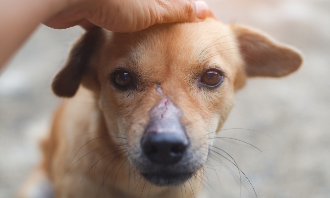 Justice pour le chiot de 2 mois battu et jeté à la poubelle à Toulouse