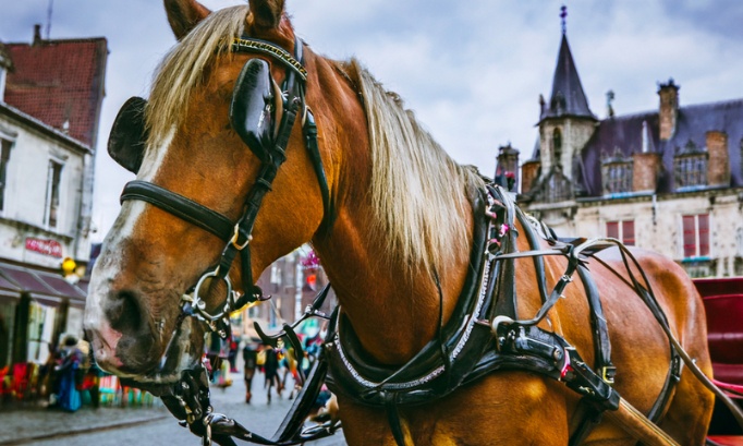 Stop aux chevaux utilisés pour tracter en ville à Questembert !