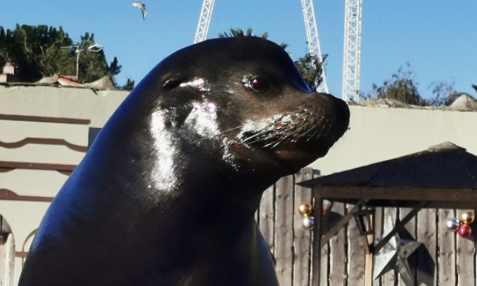 Petition importante pas d euthanasies pour les animaux dauphins et otaries orques phoques requins pingouins manchots et autres c&eacute;tac&eacute;s et autres animaux mai une r&eacute;ouverture du parc embl&eacute;matique 1970 dans le monde narins avec tous les activit&eacute;s spectacles