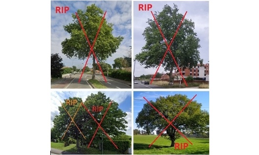 Sauvons les grands arbres à Saint-Orens !