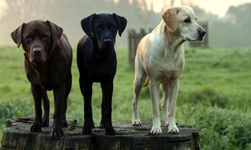 Restitution de 3 chiens à la dame canadienne d'une vidéo sur Faceboock