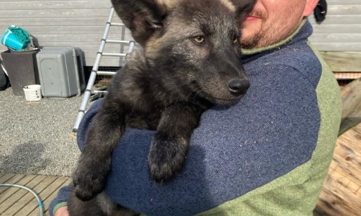 Rendez-moi Aska : ma chienne saisie en Suisse, sans justice, sans compassion..