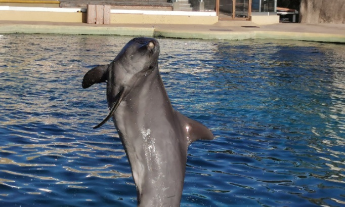 Petition imm&eacute;diate 'la r&eacute;ouverture imm&eacute;diate de notre parc marineland pour l avenir et le bien &ecirc;tre des animaux