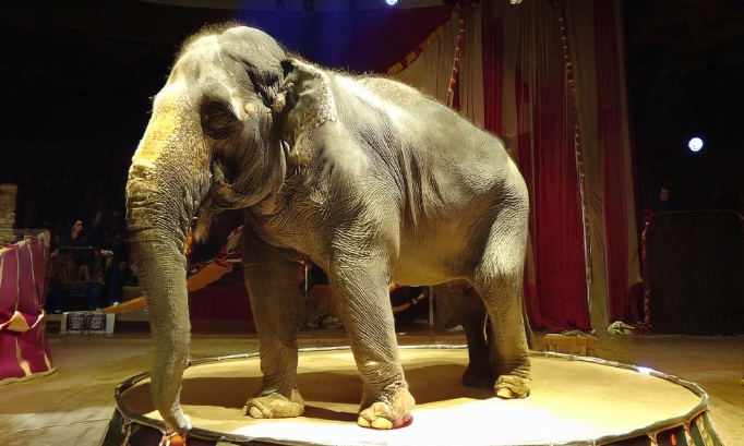 2028, c’est trop tard : interdisons dès maintenant tous les cirques avec animaux