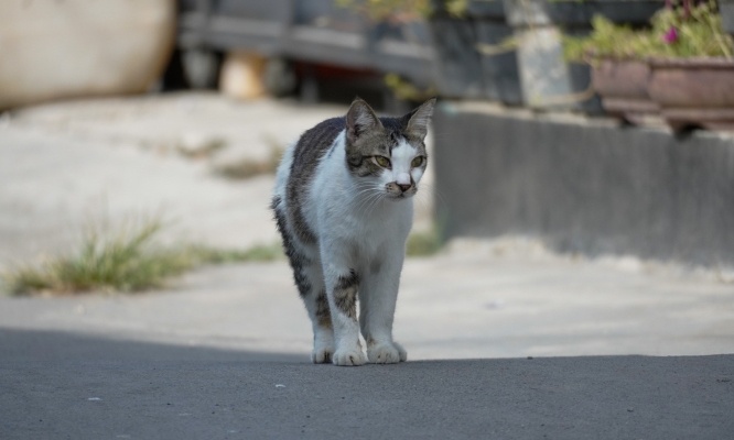 Sauvons les chats errants de Sarcelles : stop à la fourrière oui à l'identification et à la stérilisation