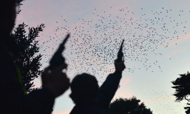Arrêtons les tirs d'effarouchement contre les corbeaux et pigeons à Vittel
