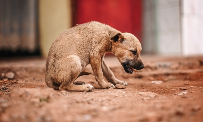Urgent : stop aux massacres des chiens errants au Maroc et en Tunisie !