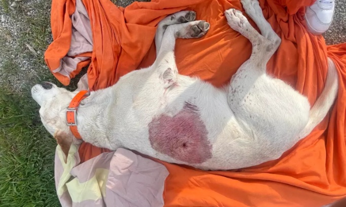 Justice pour White, un chien tué par balle !