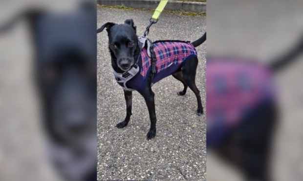 Agression de ma petite chienne Tempête : pour que tous les chiens soient tenus en laisse