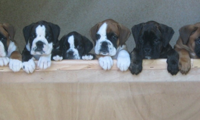 Non à l'exposition de chiots au magasin Kiriel d'Espartignac les 18 et 19 avril !