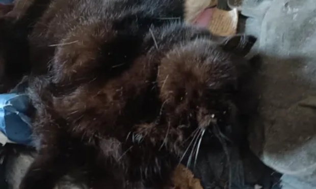 Justice pour les 7 chats condamnés à mourir de faim