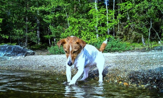 Ignoble : Le corps d’un jack Russell entravé, lesté de plusieurs pierres et la puce retirée, repêché dans un canal de Bourgogne !