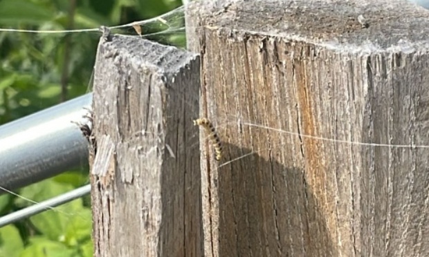 URGENCE destruction de nids de chenilles processionnaires
