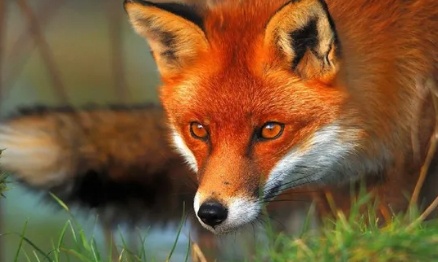 Pour la protection des renards