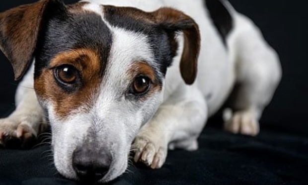 Retrouvons et jugeons la personne qui a noyé un Jack Russel dans le canal de Bourgogne.