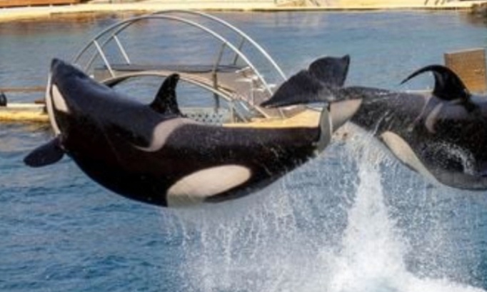 Pourquoi la r&eacute;ouverture parce que pour le bien &ecirc;tre des animaux et activit&eacute;s et reprise des spectacles dauphins otaries orques phoques requins et pingouins manchots et autres c&eacute;tac&eacute;s et autres animaux du Marineland