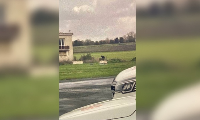 Retirer des chiens sur un terrain, attachés 24/24 7/7 avec une longe de 3 mètres !