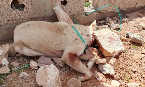 Urgence péril animal en Algérie - Il faut sauver les pauvres chiens et chats des rues - Abattages qui se poursuivent !