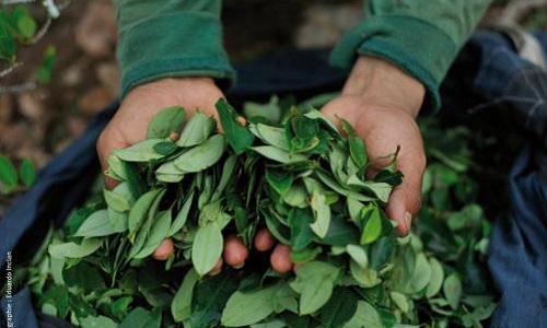 Dé-diabolisation de la coca