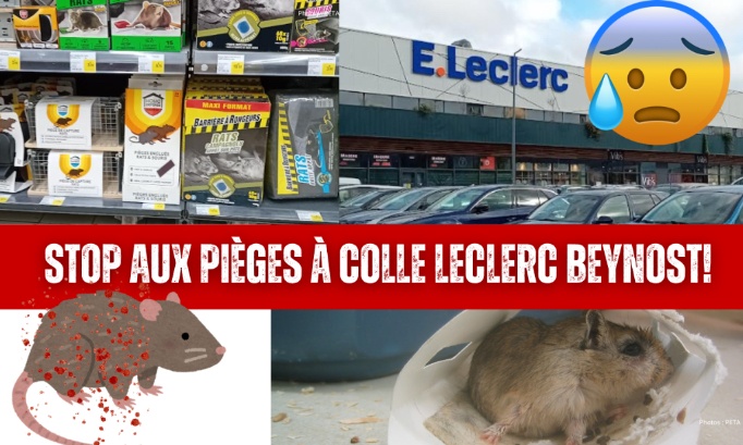 Leclerc Beynost : je vous demande de cesser de vendre des pièges à colle !