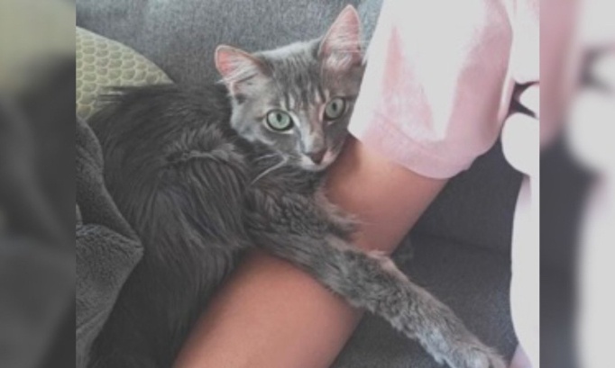 SOS pour le chaton YUYU, 10 mois, atteint de la PIF ( Péritonite Infectieuse Féline) : pour qu’il bénéficie sans restriction de l'accès au traitement de cette très grave maladie !