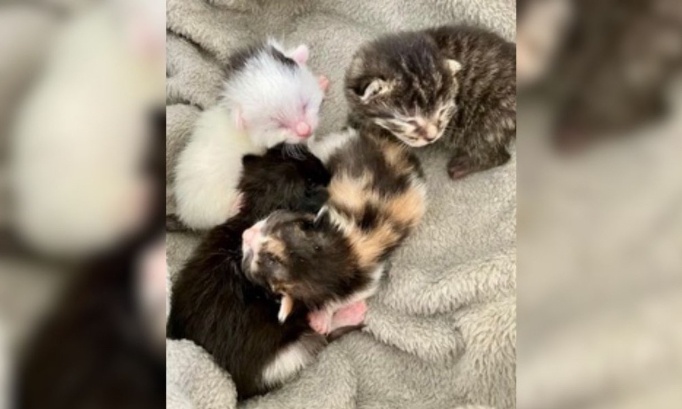 Aidons l'Association Bastet à mettre fin aux abandons de minettes et de chatons !