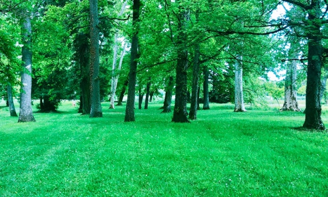 Création d'un parc canin au sein du Parc du Conseil Départemental du Gers