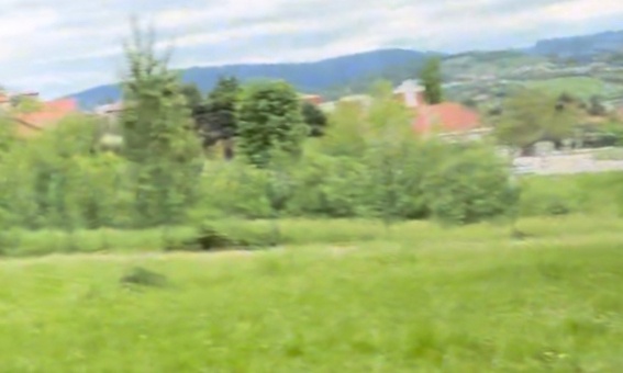 Créons un grand espace sécurisé pour que nos chiens puissent jouer ensemble en liberté