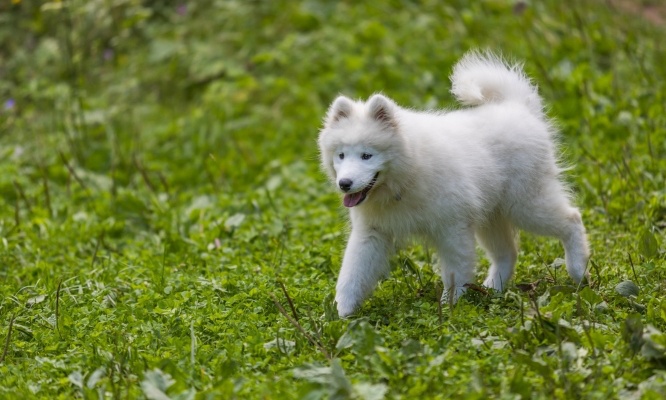 Justice pour Brookie, écrasée par des tapis roulants à l'aéroport de Calvi-Sainte Catherine
