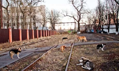 Une interdiction de l'association des Dog-Hunters en Ukraine