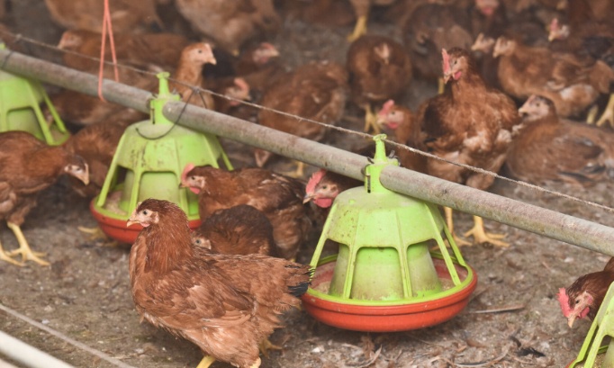 Non à l'élevage intensif de 1,23 million de poules pondeuses dans l'Oise