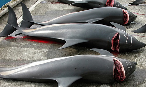 Pour l'arrêt total de ce massacre de dauphins !