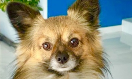 Pétition pour le retrait immédiat d'un chien dangereux et maltraité