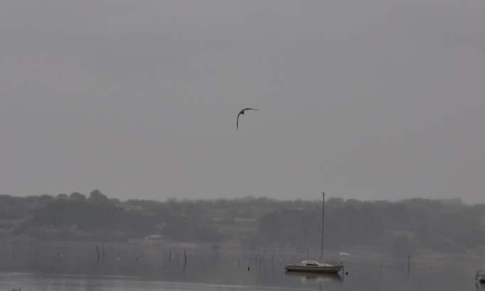 Ne laissons pas disparaitre les oiseaux de la crique de l’angle.