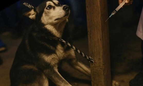 L’histoire de la torture abjecte et du meurtre horrible d’un chien husky (Tanta, Égypte) : justice pour le chien martyr !