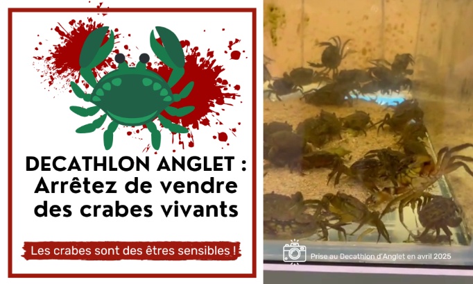 Decathlon Anglet : stop à la vente de crabes vivants !