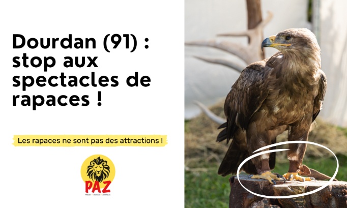 Dourdan (91) : Stop aux spectacles de rapaces !