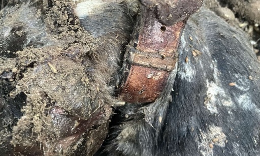 Justice pour Spike et sauvons Raven !