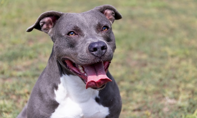 Justice pour Nala : demandons une peine exemplaire pour son bourreau